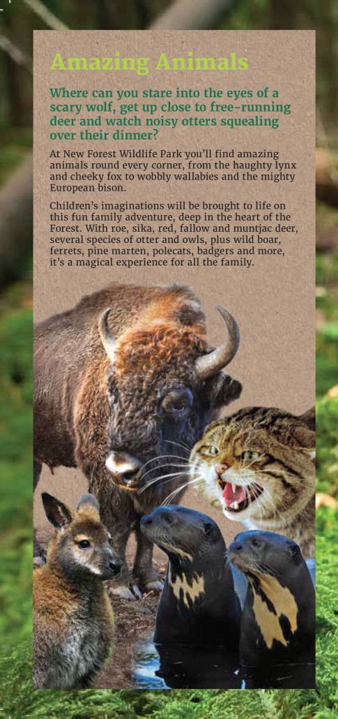 http://placestogoleaflets.co.uk/wp-content/uploads/2016/03/New-Forest-Wildlife-Park-4-485x1030.jpg